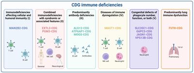 Revisiting the immunopathology of congenital disorders of glycosylation: an updated review